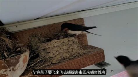 性愛的科學 燕子在家门口筑巢